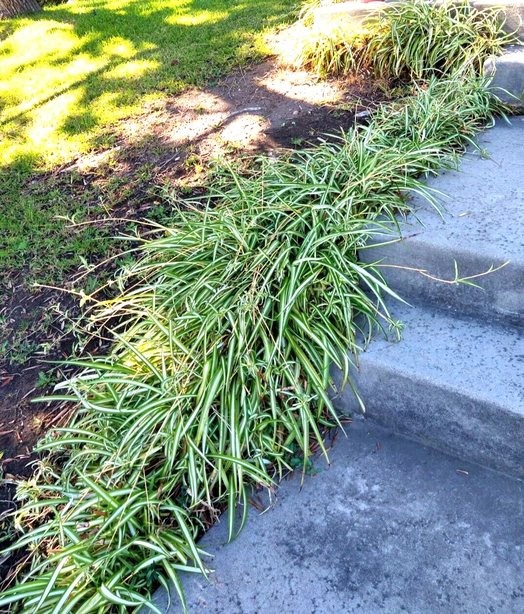 Spider Plant Cuttings – Lot of 15 Rooted Chlorophytum comosum Indoor Houseplants for Propagation