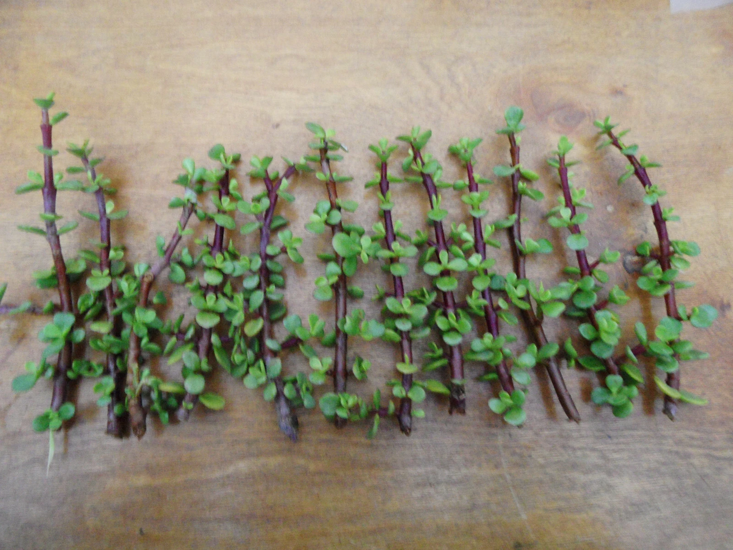 Portulacaria afra Succulent Cuttings Bulk Lot – 12 Unrooted Spekboom Red Stem Succulents for Propagation