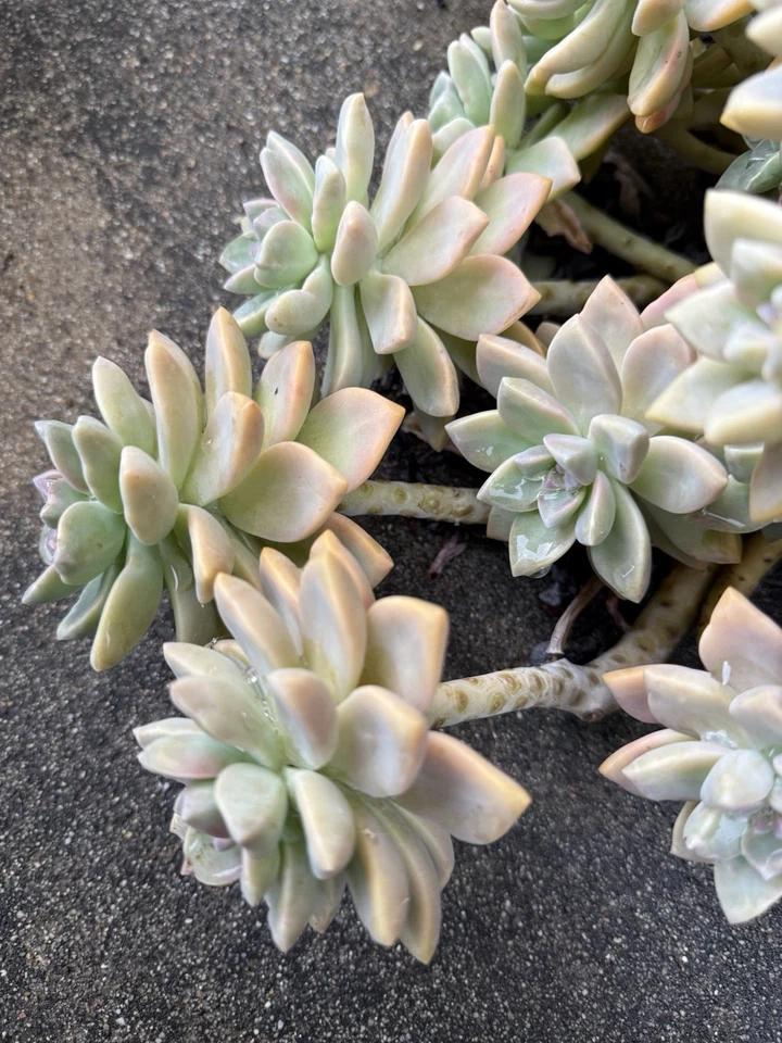 Ghost Plant Succulent Cuttings – 3 Inch Unrooted Graptopetalum paraguayense Rosette for Propagation, Indoor and Outdoor Plant Collection