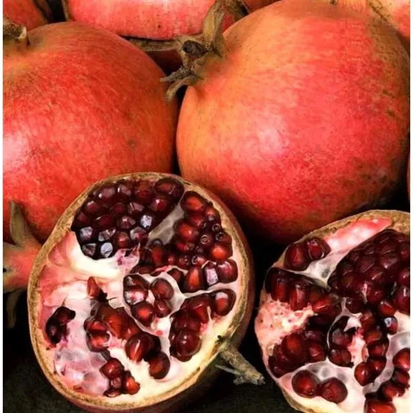Pomegranate Unrooted Cuttings – 7 Punica granatum Live Fruit Tree Propagation, 6 Inch Planting Material