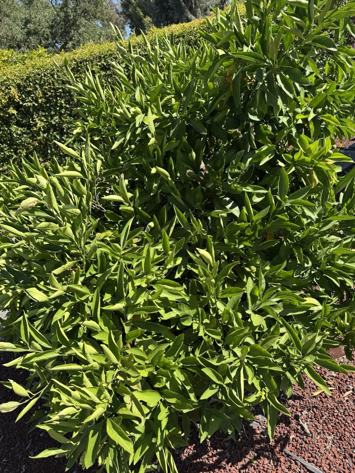 Owari Satsuma Mandarin Cuttings - 6 Unrooted Citrus Unshiu Cuttings for Propagation - Citrus unshiu ‘Owari’