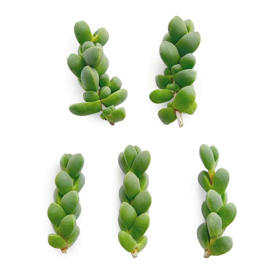 Corpuscularia Lehmannii Ice Plant Cuttings – 5 Fresh Astridia Velutina Brocade Succulent Clippings for Gardening