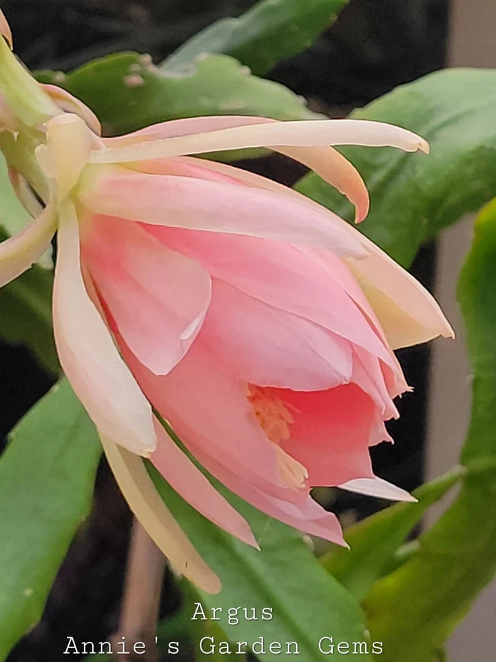 Epiphyllum Argus Cuttings – 8–10 Inch Live Orchid Cactus Segments for Propagation, Unrooted Plant Live Plant Segments