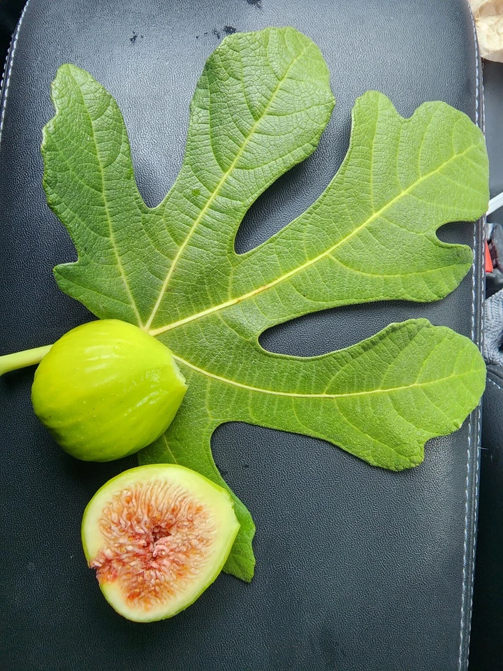 White Kadota Fig Cuttings – 2 Unrooted Ficus carica Propagation Material for Outdoor Fruit Tree Gardening