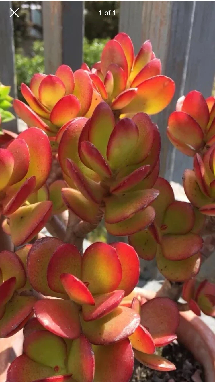 Unrooted Red Akai Jade Succulent Cutting for Propagation, Crassula ovata, Fleshy Leaves, Indoor & Outdoor Planting