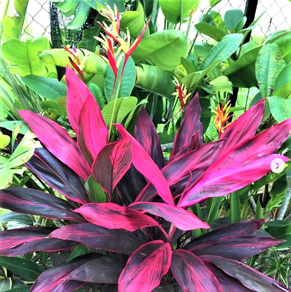Cordyline fruticosa ‘Red Siam’ Ti Plant Cutting – 8 Inch Live Unrooted Tropical Propagation Starter
