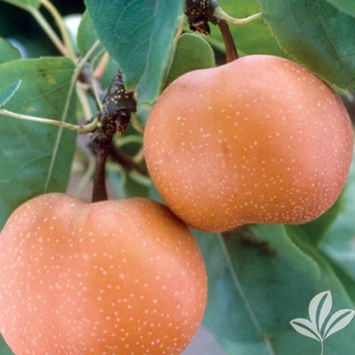 Chojuro Asian Pear Scionwood – 5 Fresh Green Grafts for Tree Propagation, Fruit Tree Grafting, Pyrus pyrifolia