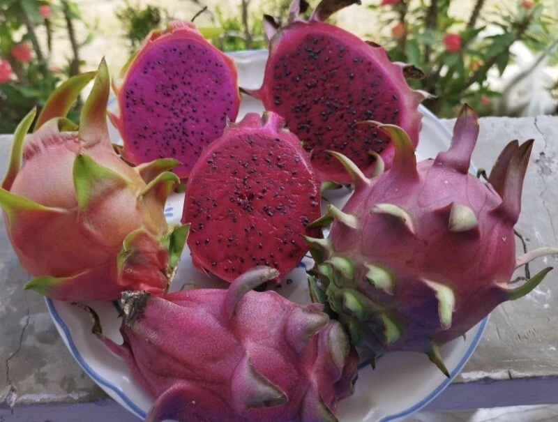 Vietnamese Red Dragon Fruit Cutting 8–12 Inch Live Pitaya Plant for Gardening and Rooting Horticulture