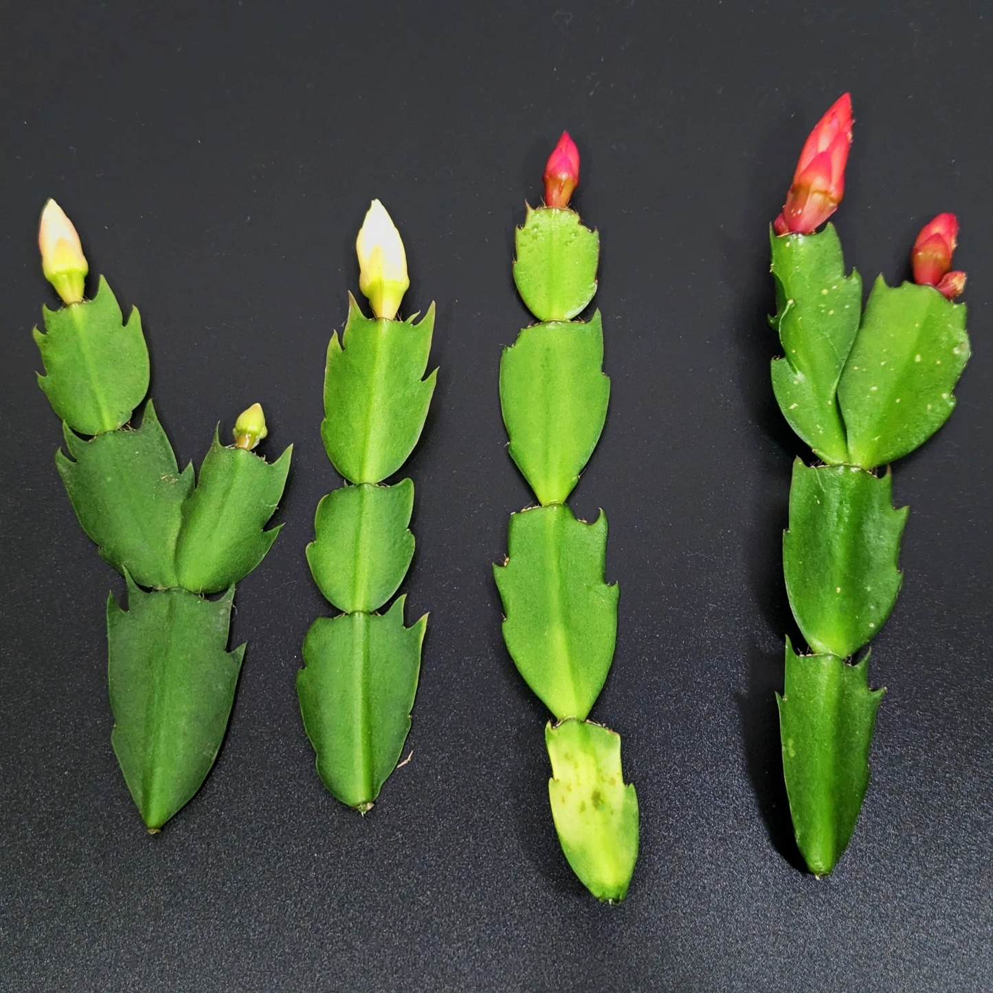 Thanksgiving Cactus Cuttings – 4 Schlumbergera Truncata Holiday Cactus Red & White Set, Easy Care Indoor Plant for Festive Decor