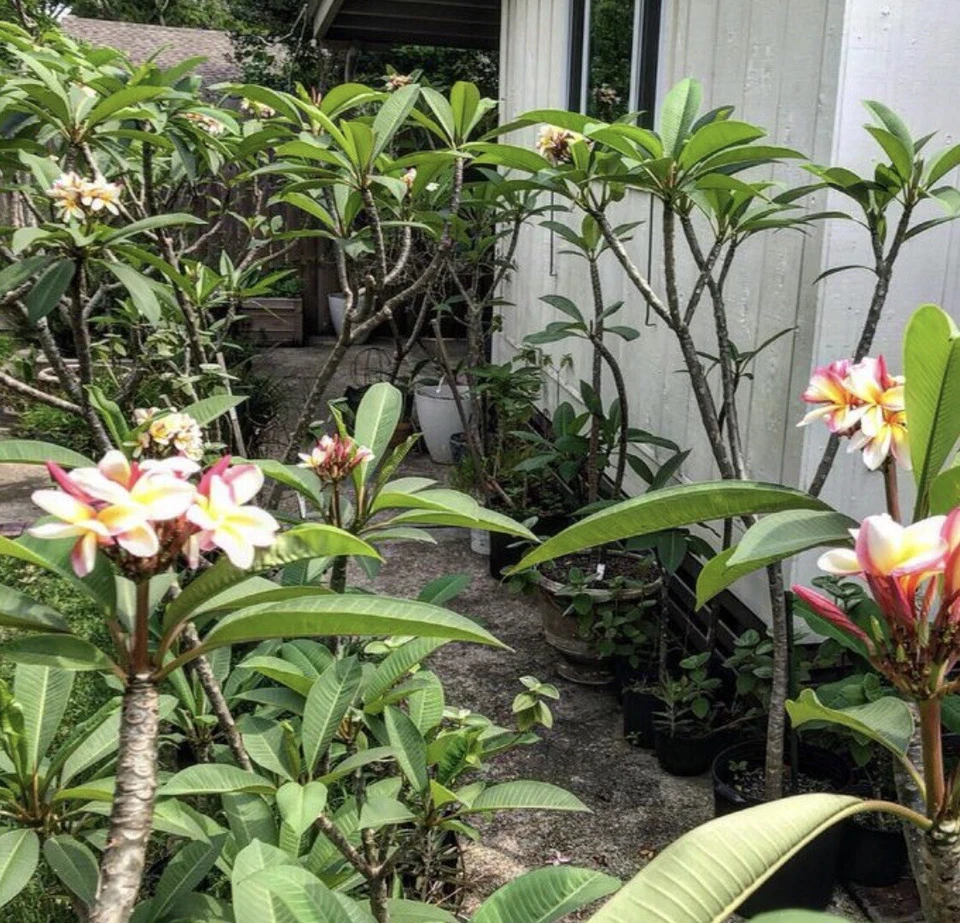 Plumeria Cuttings 8–12 Inch – 5 Tropical Flower Propagation Set with White Pink Yellow Tricolor Blooms