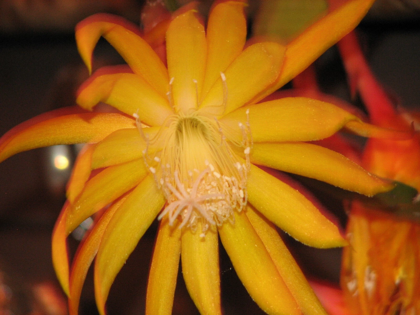 Epiphyllum “Frühlings Gold” Cactus Cutting – Indoor Orchid Cactus with Yellow Blooms, Epiphytic Plant for Home Decor