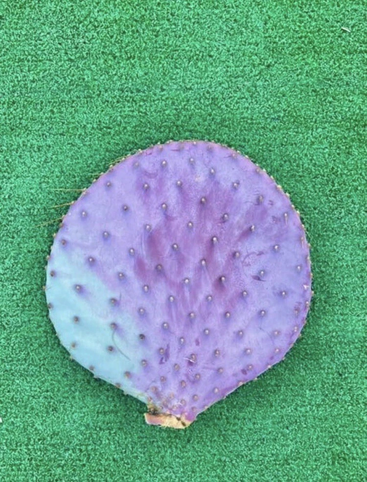 Santa Rita Purple Prickly Pear Cactus Cutting – 6 Inch Opuntia santa-rita Unrooted Propagation Segment