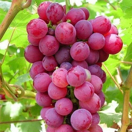 Pink Grape Vine Cuttings – 5 Unrooted Vitis spp. Climbing Fruit Vine for Cold Climate Gardens in USA, Canada, Scandinavia