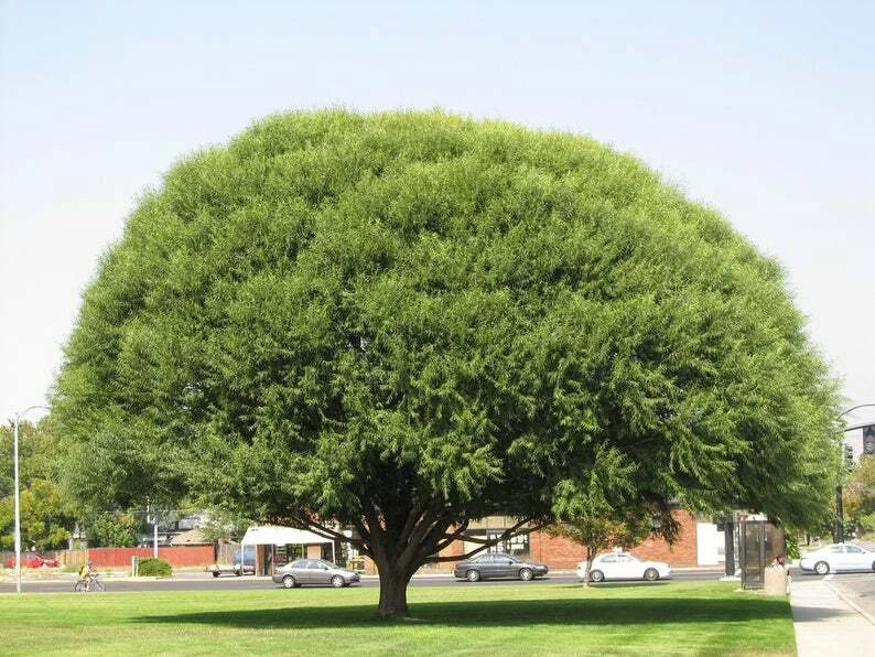 Globe Willow Tree Cuttings Set of 15 Unrooted Pieces for Shade Privacy Landscaping Salix babylonica