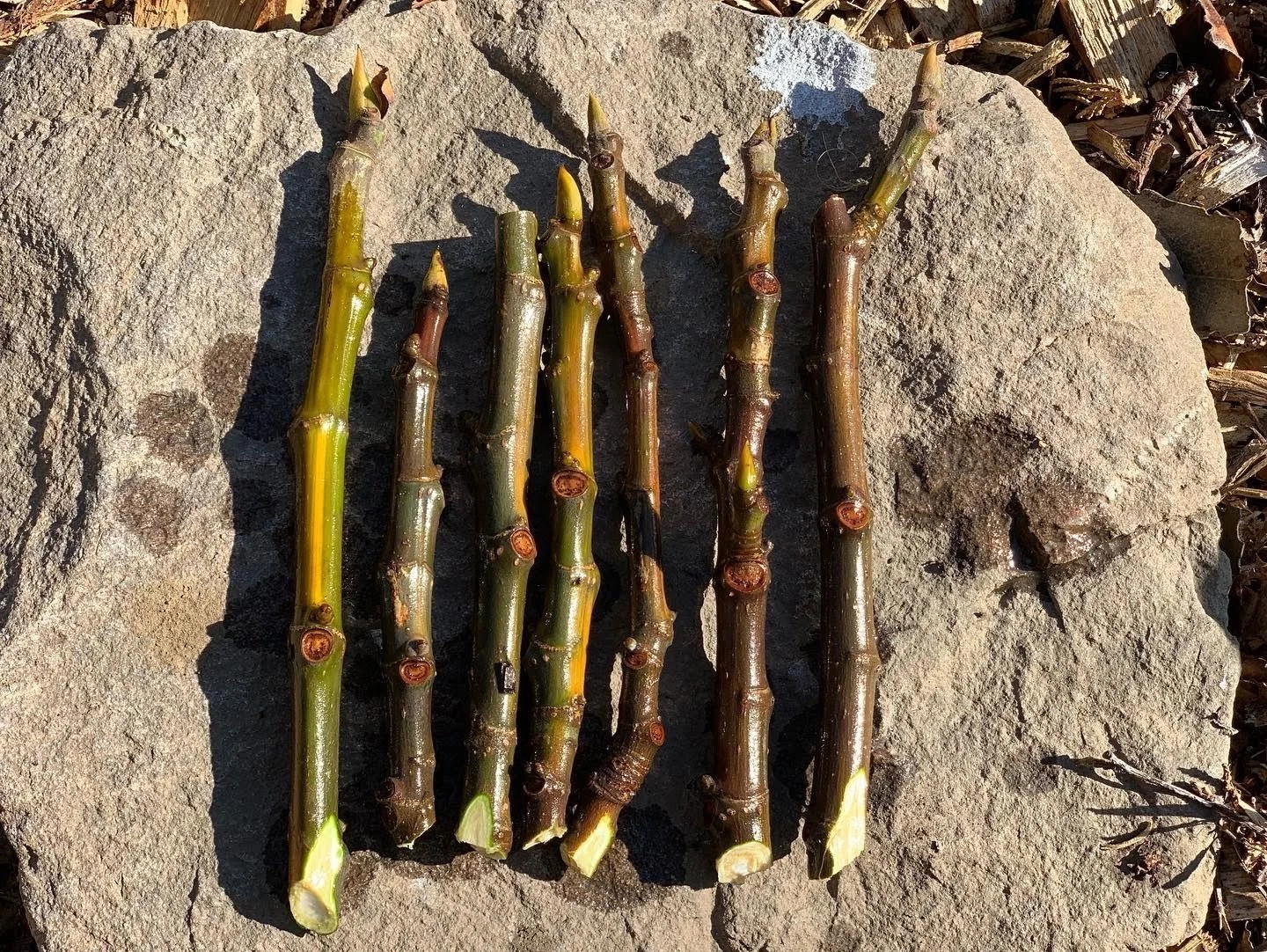 Fig Tree Cuttings – 3 Live Ficus Carica Propagation Planting for Garden or Home Orchard