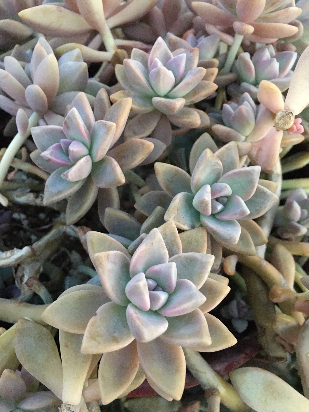 Ghost Plant Succulent Cuttings – 3 Unrooted Graptopetalum paraguayense Trailing Rosette Succulents for Indoor and Outdoor Gardens