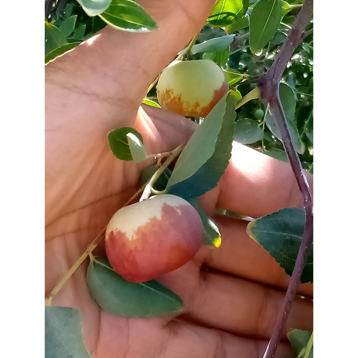 Chico Jujube Unrooted Scion Cuttings – 8 Inch Ziziphus jujuba ‘Chico’ Grafting Material for Fruit Tree Cultivation
