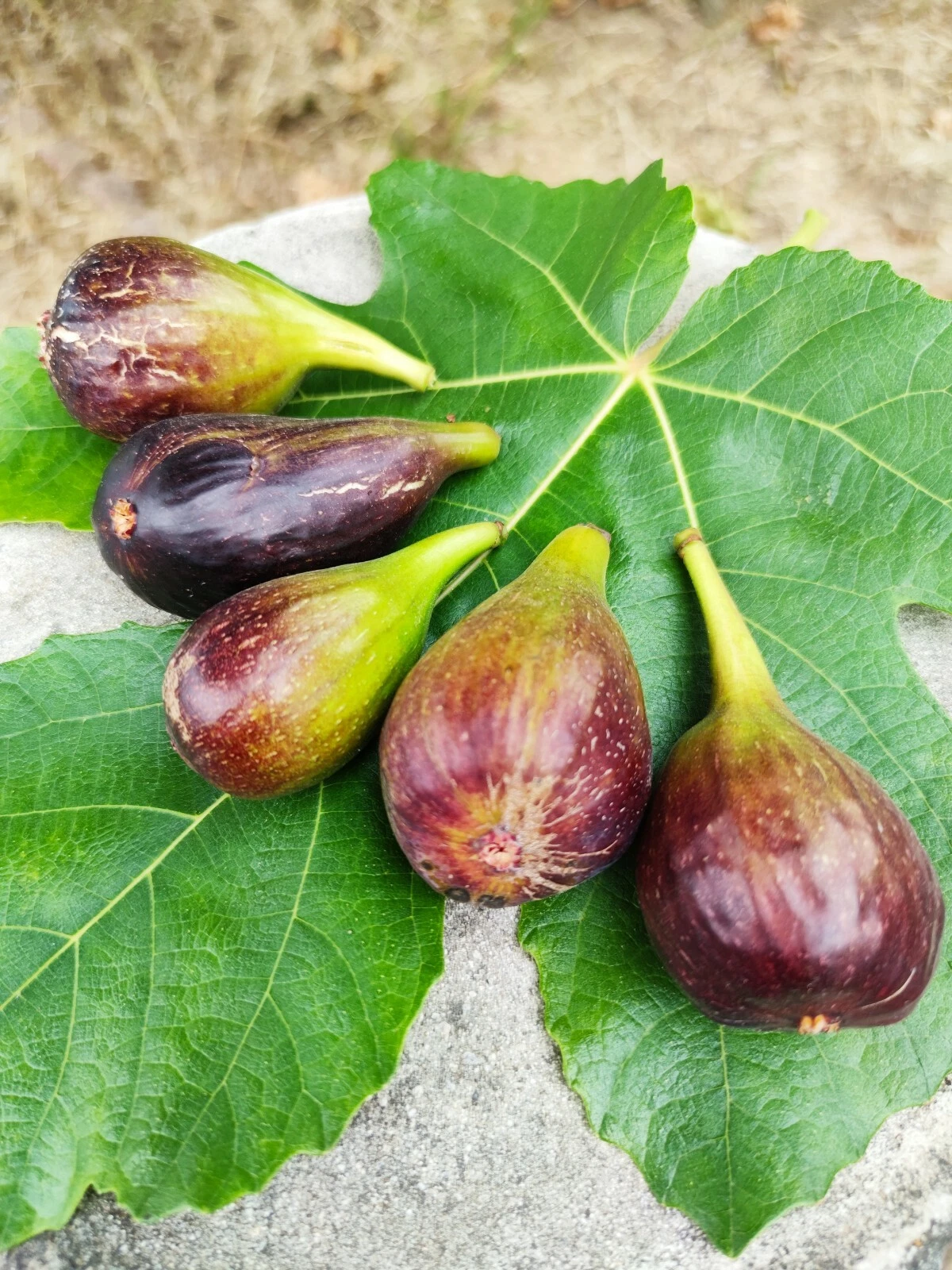 Sweet Jerusalem Fig Cuttings, 2 Live Planting Branches, Ficus carica, Edible Fruit, Garden Tree Propagation