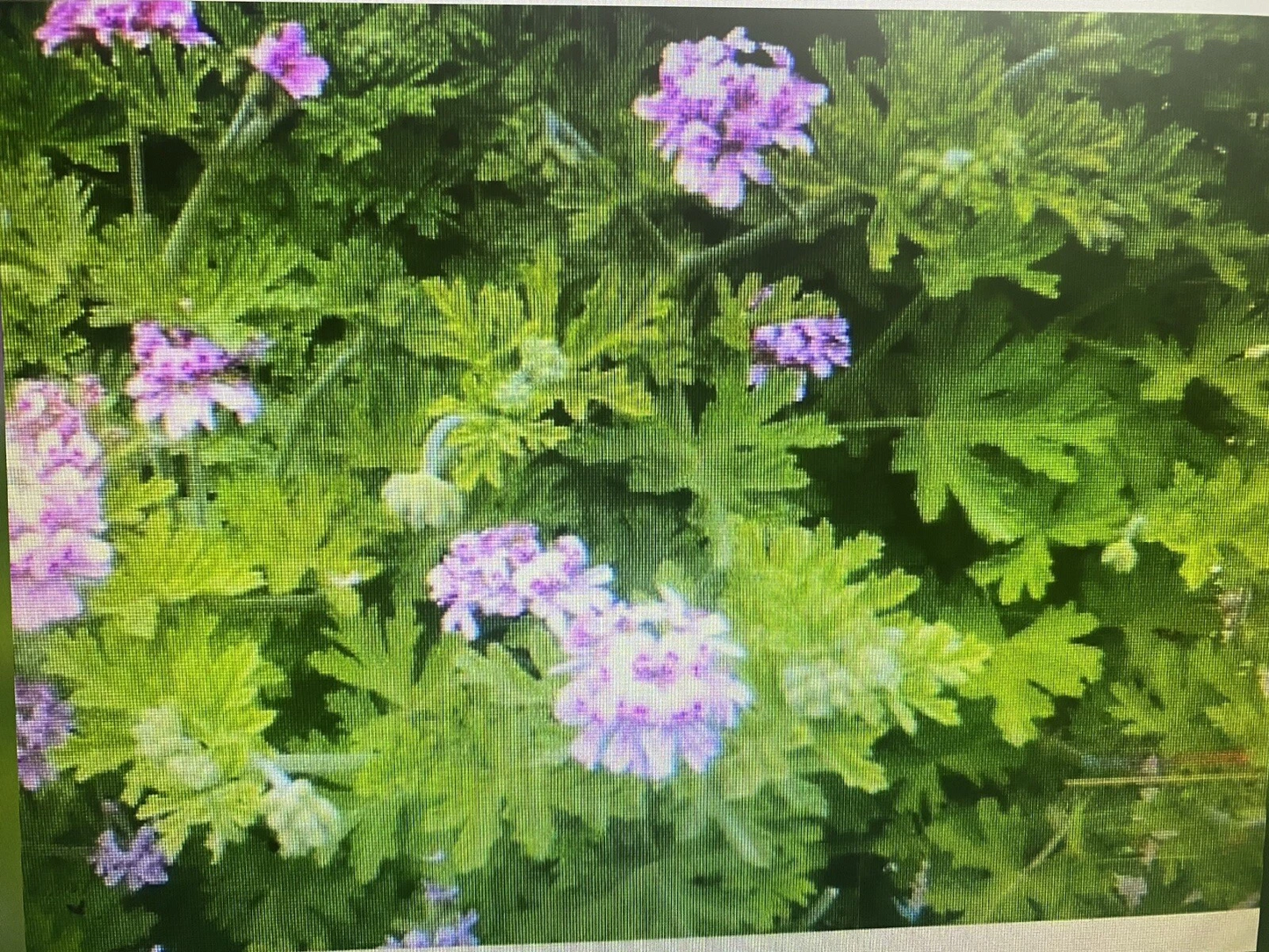 Pelargonium Citronella Rose-Scented Geranium Cuttings – 4 Pink Flower Propagation Plants, Fragrant Lemon Scent, Easy to Grow