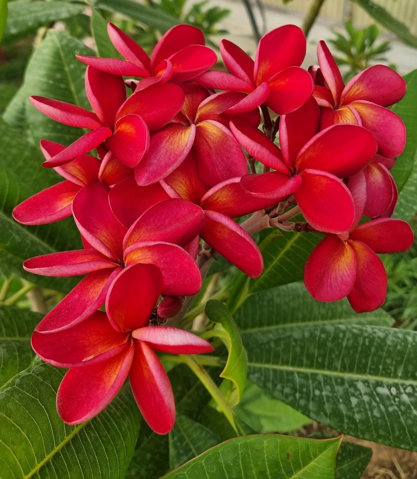 Thai Duke Plumeria Cutting - Unrooted Tip for Propagation, Frangipani Ornamental Tree, Tropical Garden, Container Planting