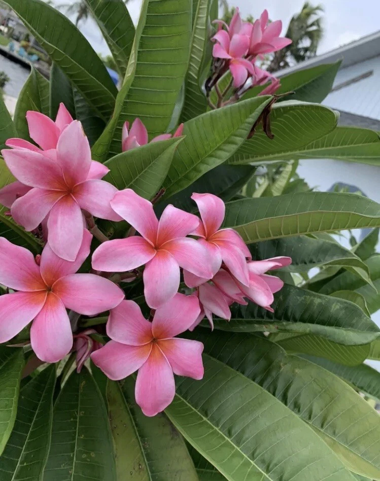 Pink Hawaiian Plumeria Cutting 8–12 Inch for Propagation, Frangipani Unrooted Plant from Florida