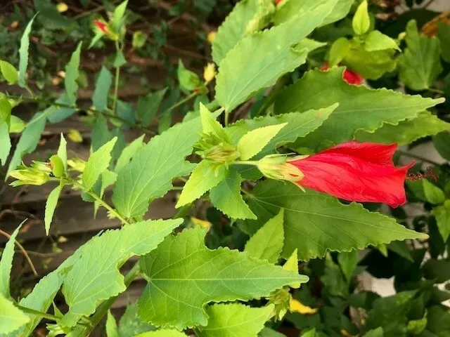 Red Turk’s Cap Shrub Cuttings - 3 Healthy Malvaviscus arboreus for Propagation - Flowering Bush Cuttings for Garden Planting