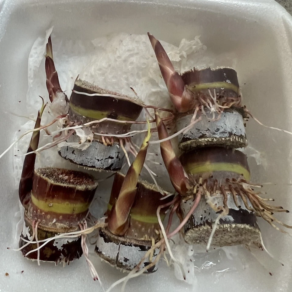 Dark Purple Sugarcane Rooted Cuttings Set of 5 | Sweet Cane Variety Live Plants for Home Growing