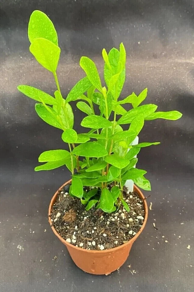 Pineapple Guava Rooted Plants Set of 3+ | Live Feijoa Acca sellowiana Shrubs in 3-Inch Pots