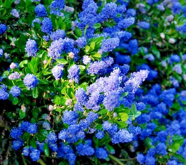 California Lilac Cuttings – 3 Unrooted 6 Inch Ceanothus Native Flowering Shrub for Propagation