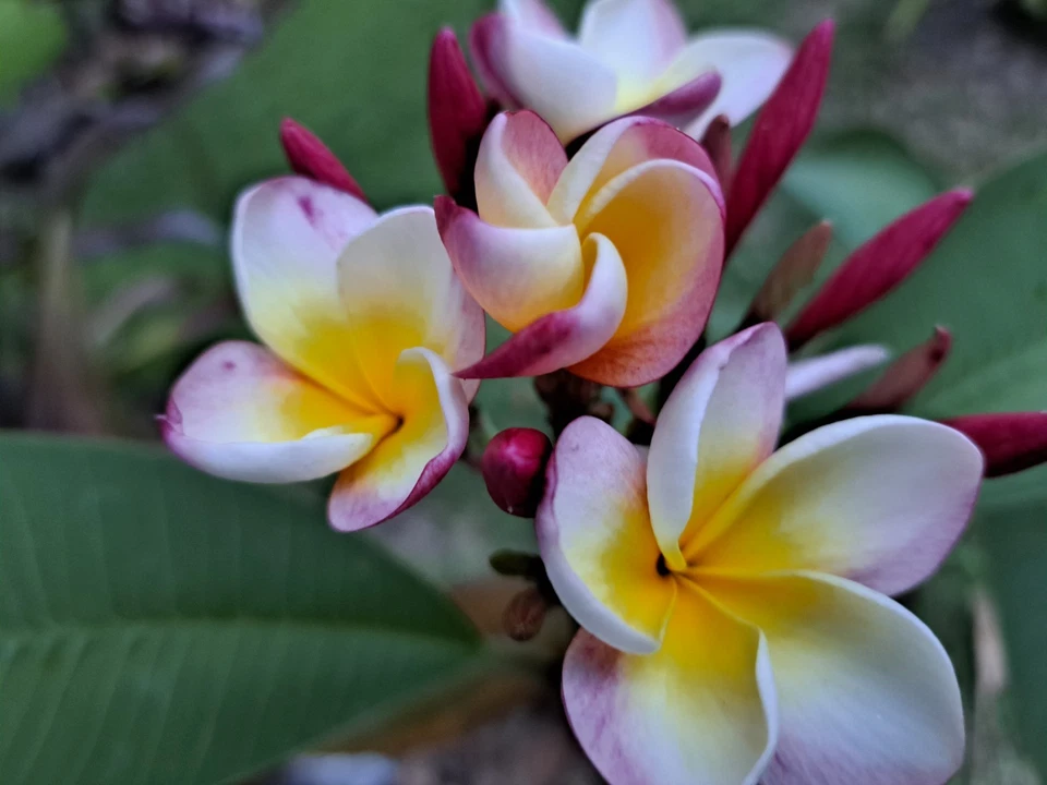 Plumeria Rubra Unrooted Cuttings – 2 Frangipani Tropical Flowering Tree, 10-12 Inch Long, Fragrant Garden Plant