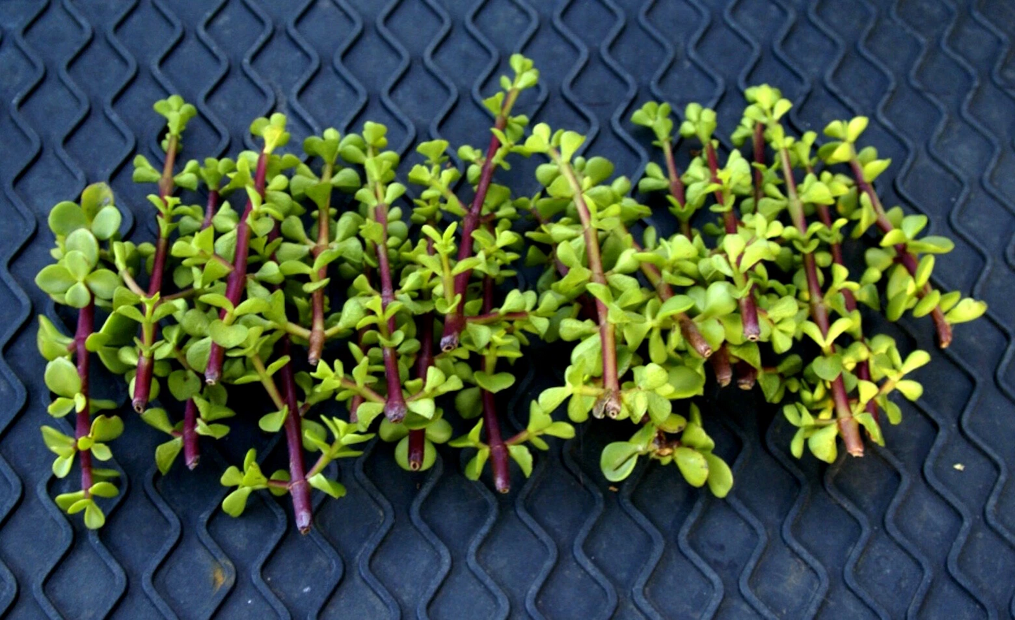 Elephant Bush Succulent Cuttings – 20+ Unrooted Portulacaria Afra Green Succulent for Propagation and Container Gardening
