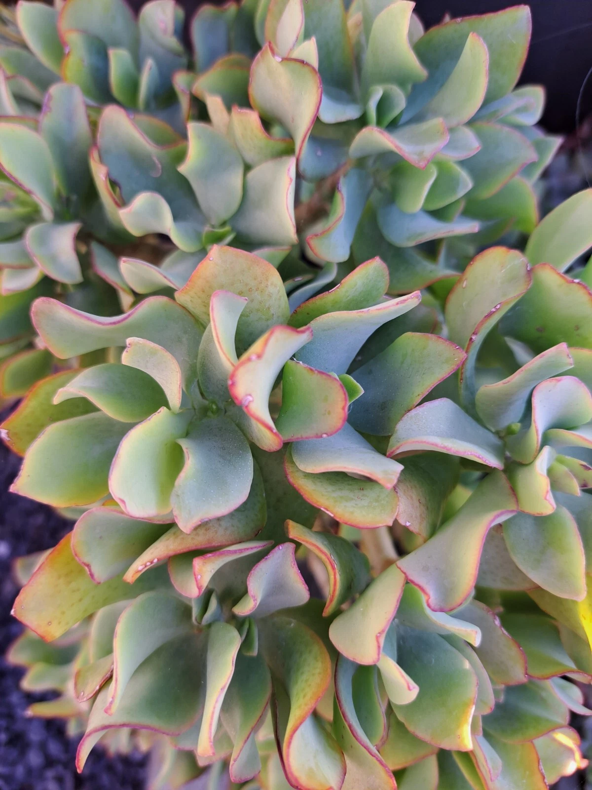 Ripple Jade Cuttings – 5 Crassula Arborescens Undulatifolia Succulent Propagation for Indoor Gardening