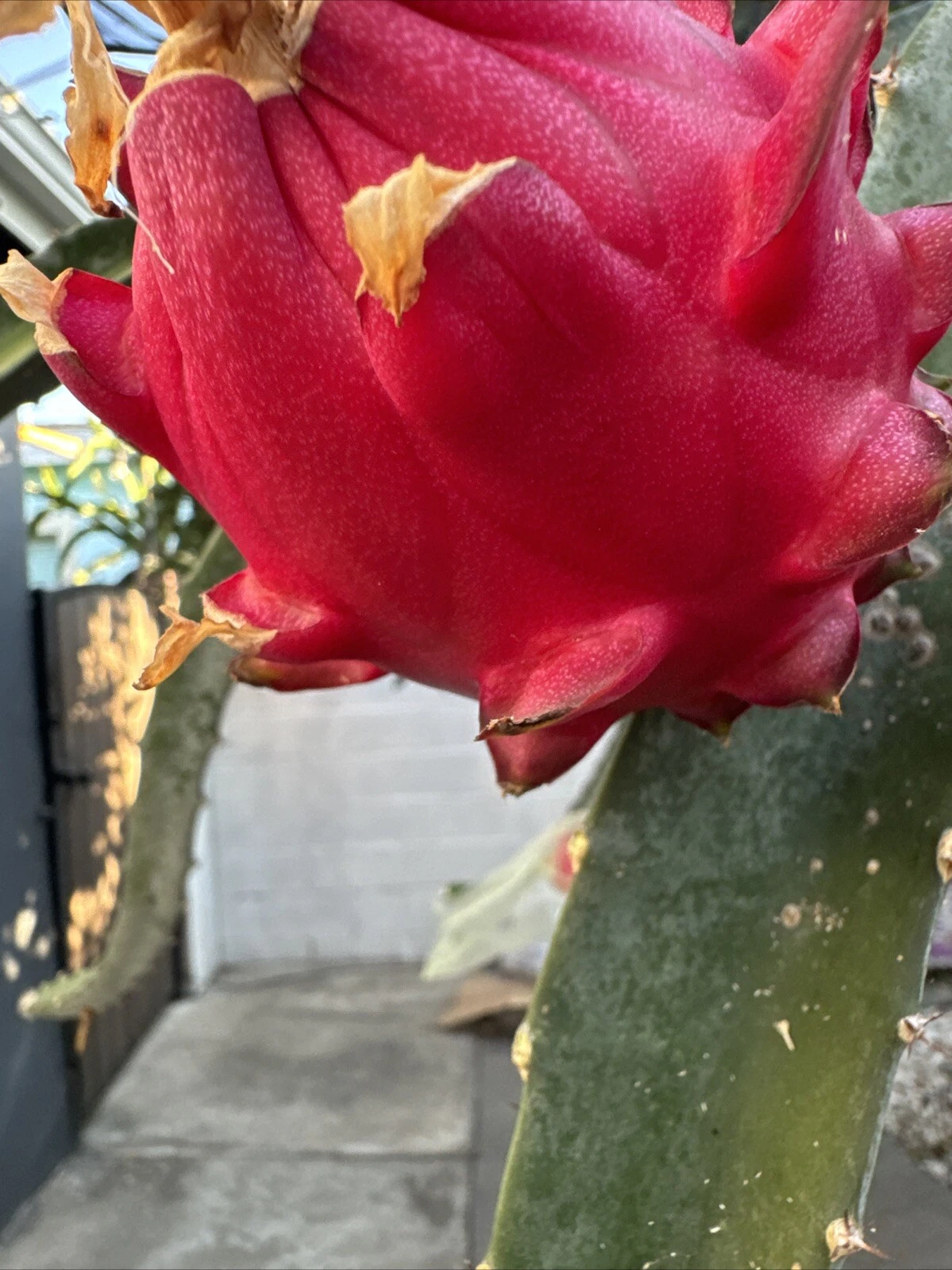 Orajona Dragon Fruit Cutting – 12–18 Inch Live Climbing Cactus Vine Selenicereus sp.