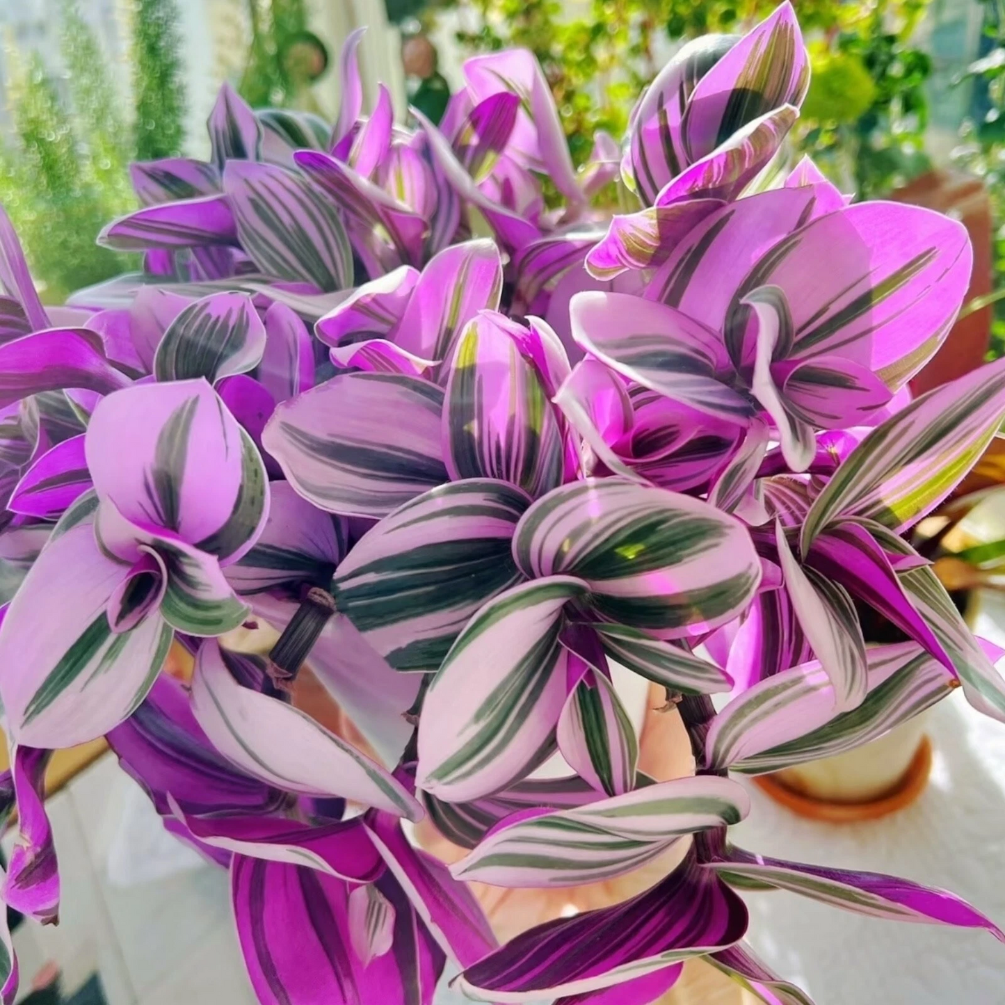 Tradescantia Nanouk Pink Houseplant Cuttings – 3-4 Inch Unrooted Stem Set for Propagation, Pink and Green Foliage