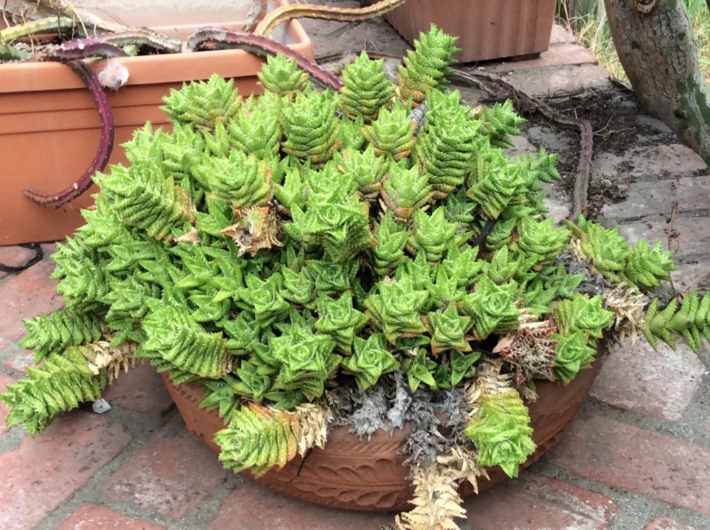 Aloe Juvenna Tiger Tooth Succulent Cuttings Set of 5, Unrooted Aloe Plant Propagation, 7 Inches, Clumping, Textured Leaves