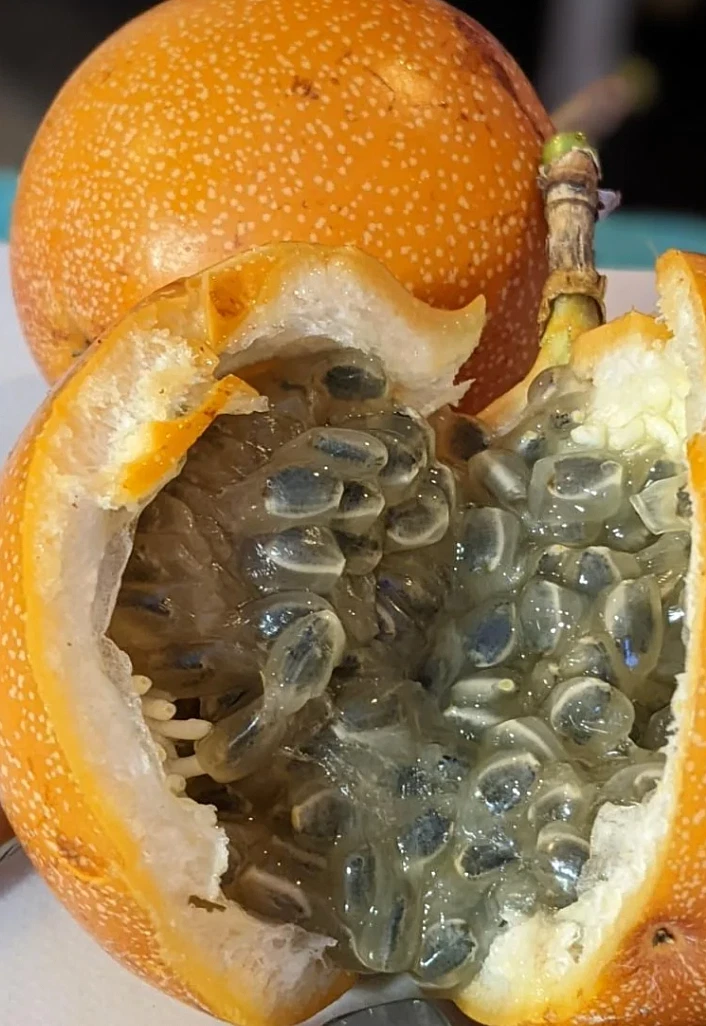 Sweet Granadilla Vine Cuttings – 6 Unrooted Passiflora ligularis Propagation Plant for Passionfruit Gardening
