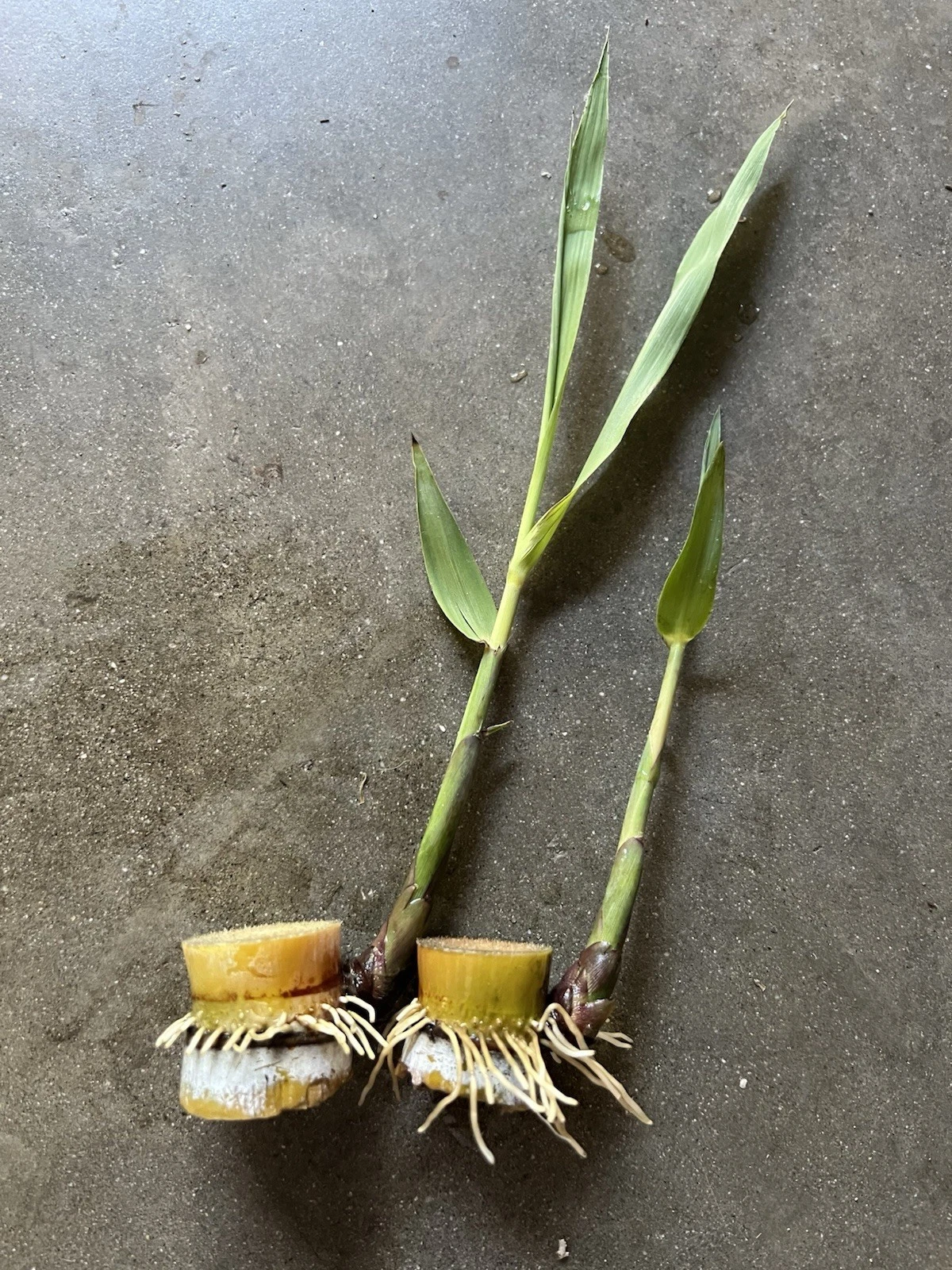 Sugarcane Rooted Cuttings – 2 Live Saccharum officinarum Plants for Tropical Garden, Easy to Grow, Lush Stalks