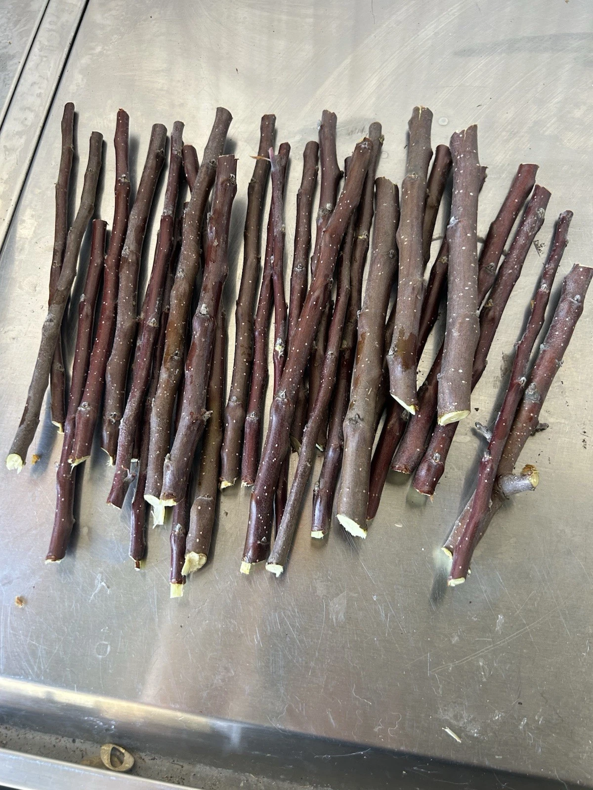 Apple Tree Cuttings for Grafting and Rooting, Live Fruit Tree Scions for Propagation, Home Orchard Growing