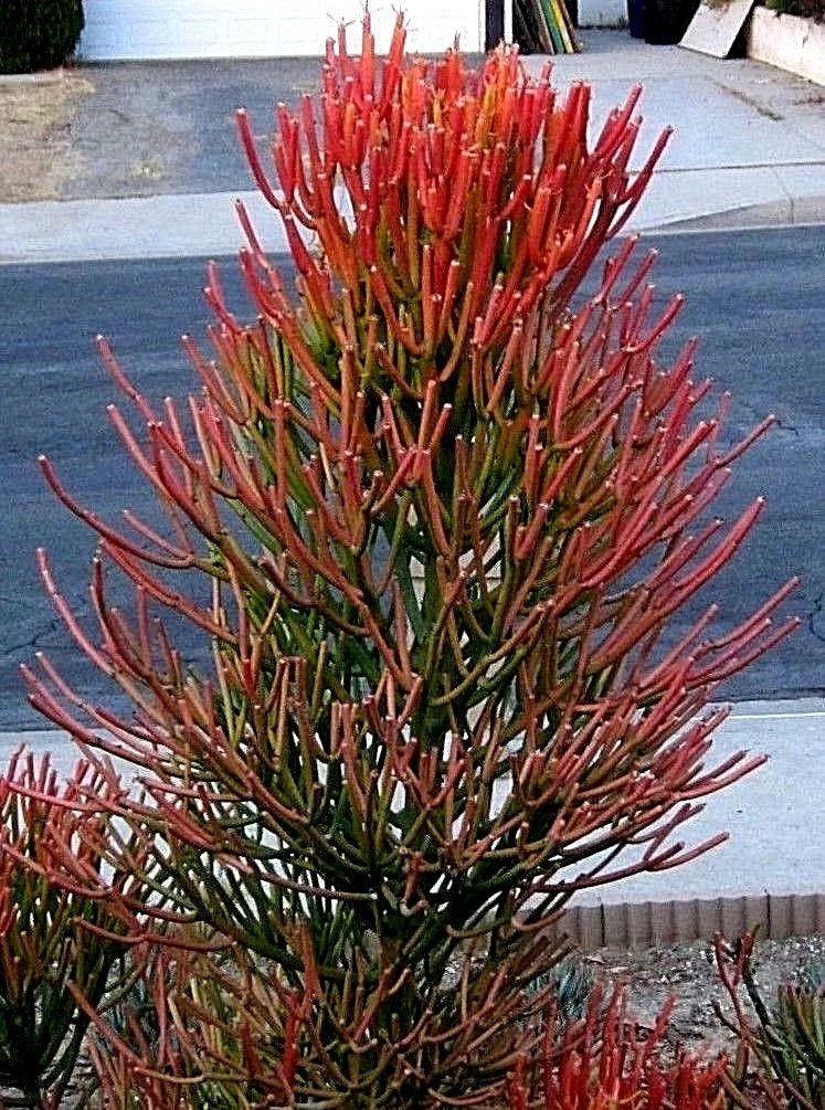 Fire Sticks Pencil Cactus Cuttings – 10 Euphorbia Tirucalli Succulent Propagation Pieces for Unique Greenery
