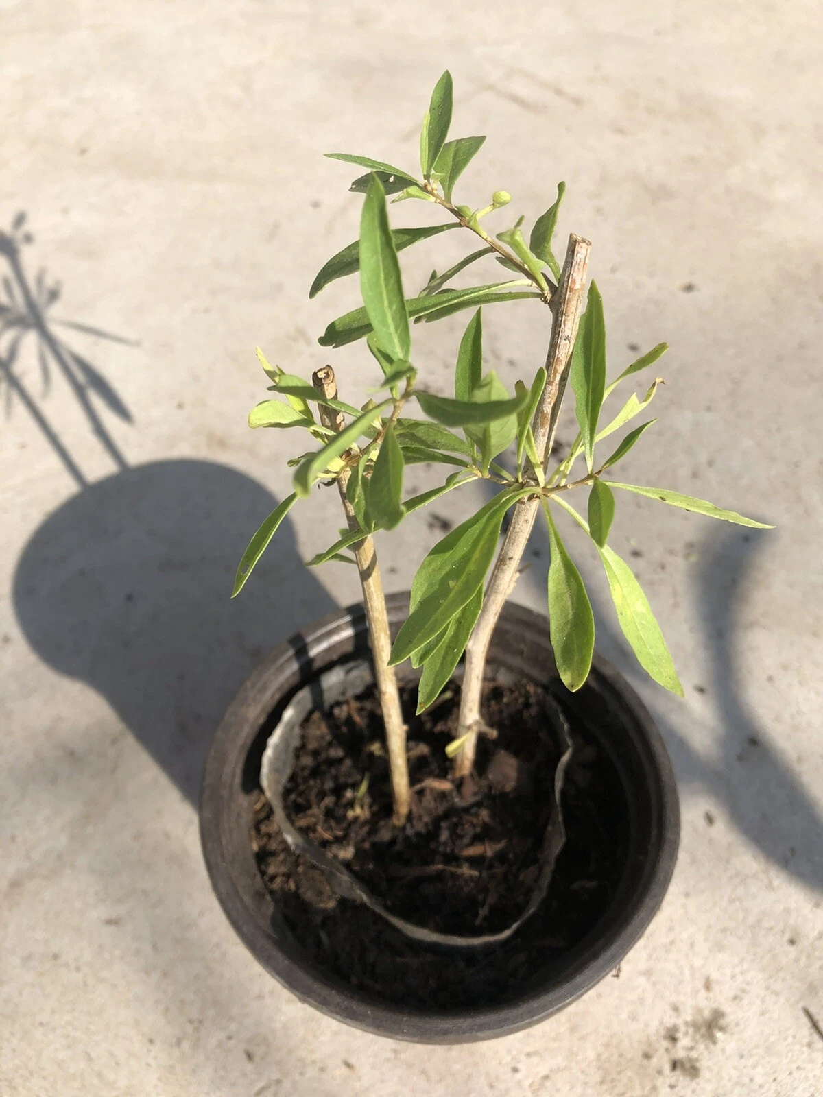 Goji Berry Live Plant Cuttings in Pot | Rooted Lycium barbarum Shrub for Garden or Container Growing