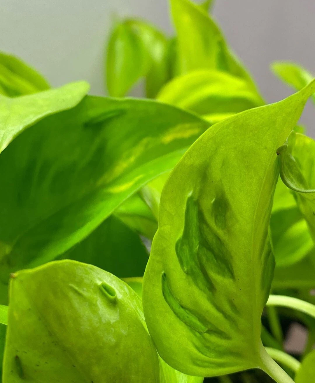 Teruno Champs Elysees Pothos Cuttings – 3 Unrooted Variegated Epipremnum Aureum Houseplants