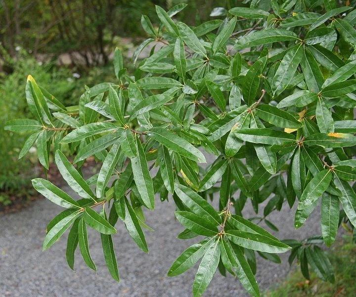 Willow Oak Quercus Phellos Cuttings – 10 Live Unrooted Oak Tree Propagation Cuttings for Landscaping and Garden