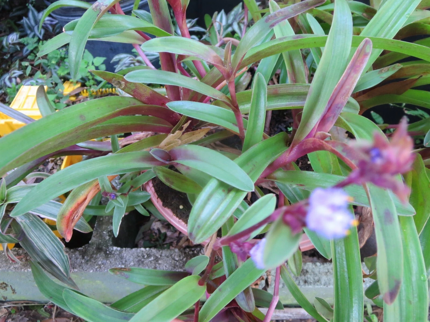 Tradescantia Setcreasea Purple Heart Cuttings Set of 3 Unrooted Trailing Houseplants Indoor Outdoor
