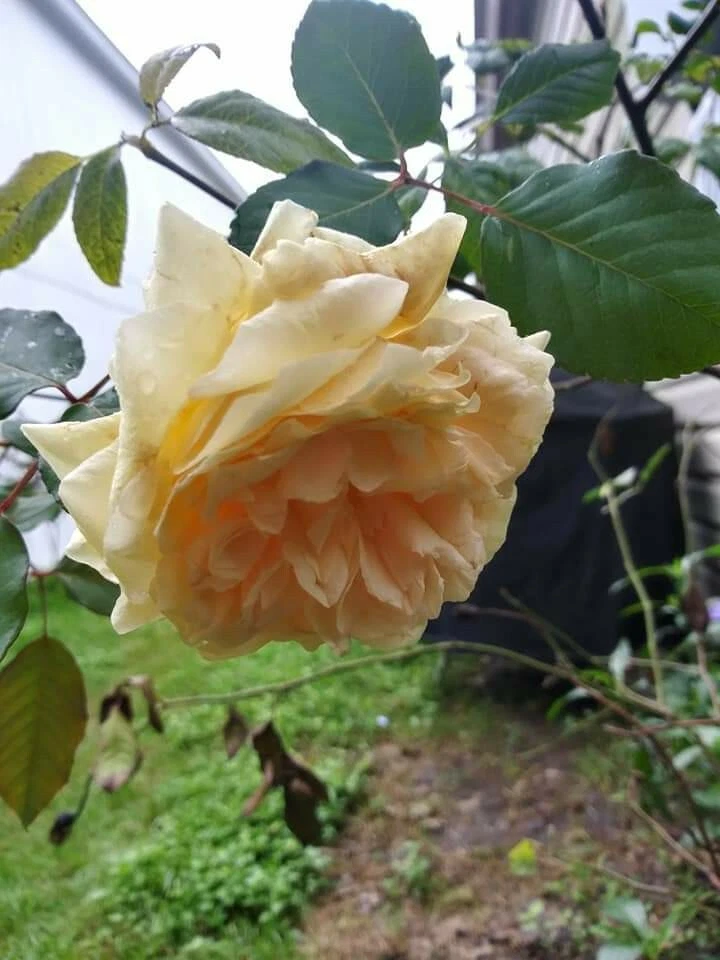 6 Cream Abundance Rose Unrooted Cuttings Thornless Ornamental Shrub for Grafting and Gardening