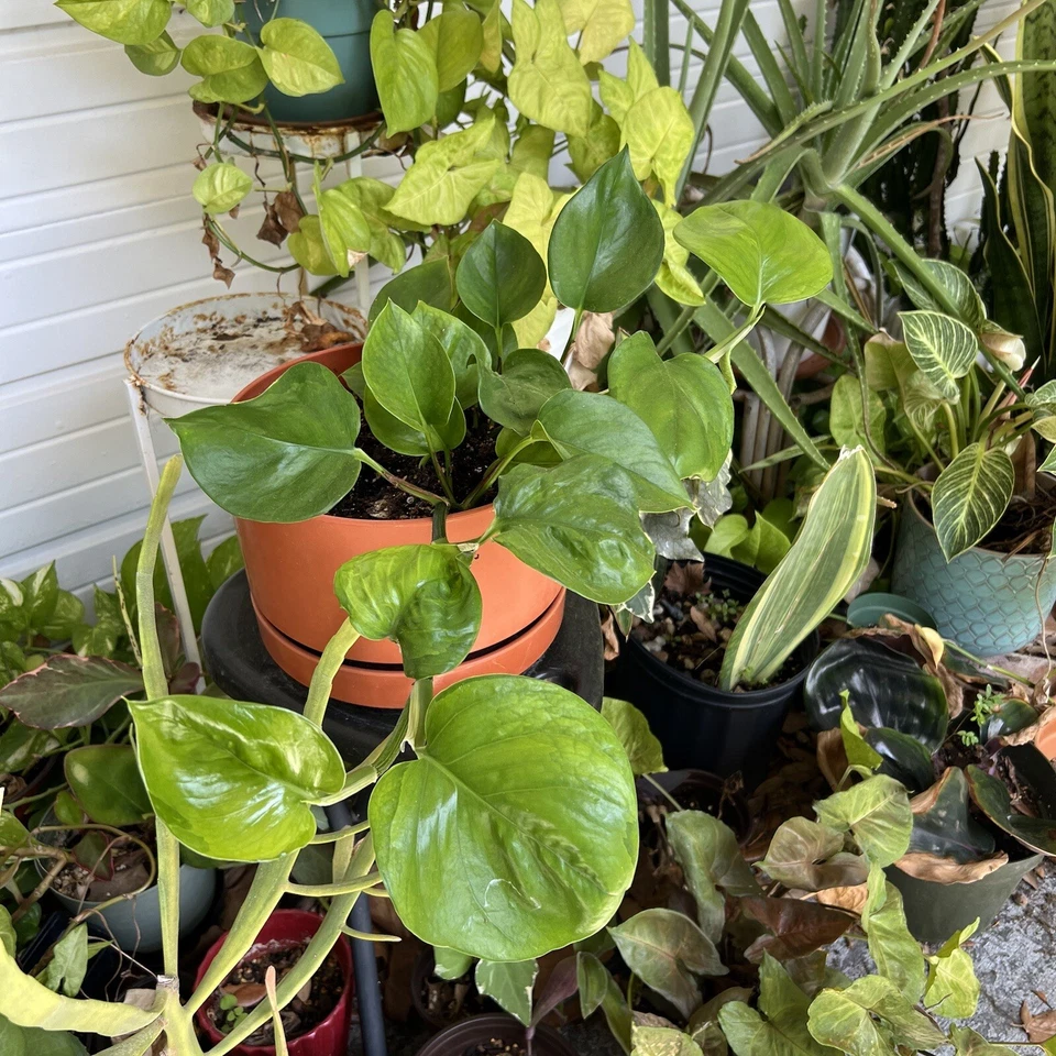 Golden and Global Green Pothos Cuttings – Unrooted 8-Inch Indoor Vines for Propagation, Epipremnum aureum Cultivars