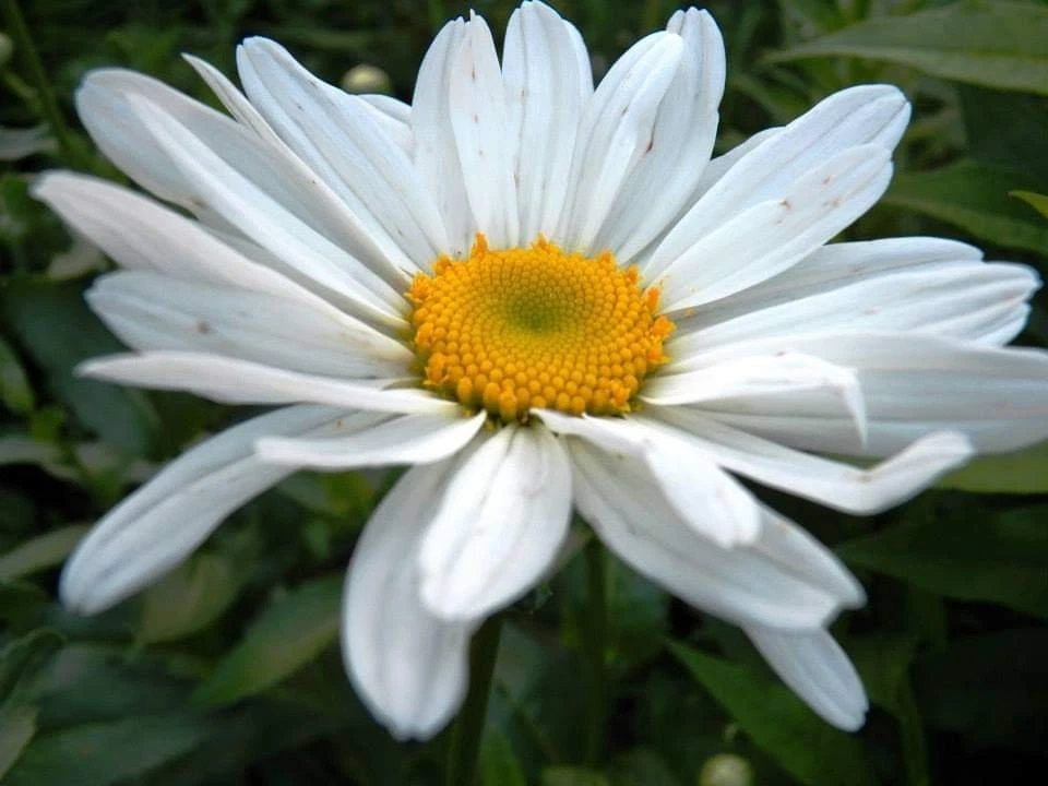 Shasta Daisy Becky Bare Root Plant – White Perennial Flower for Borders & Mass Planting – Leucanthemum × superbum