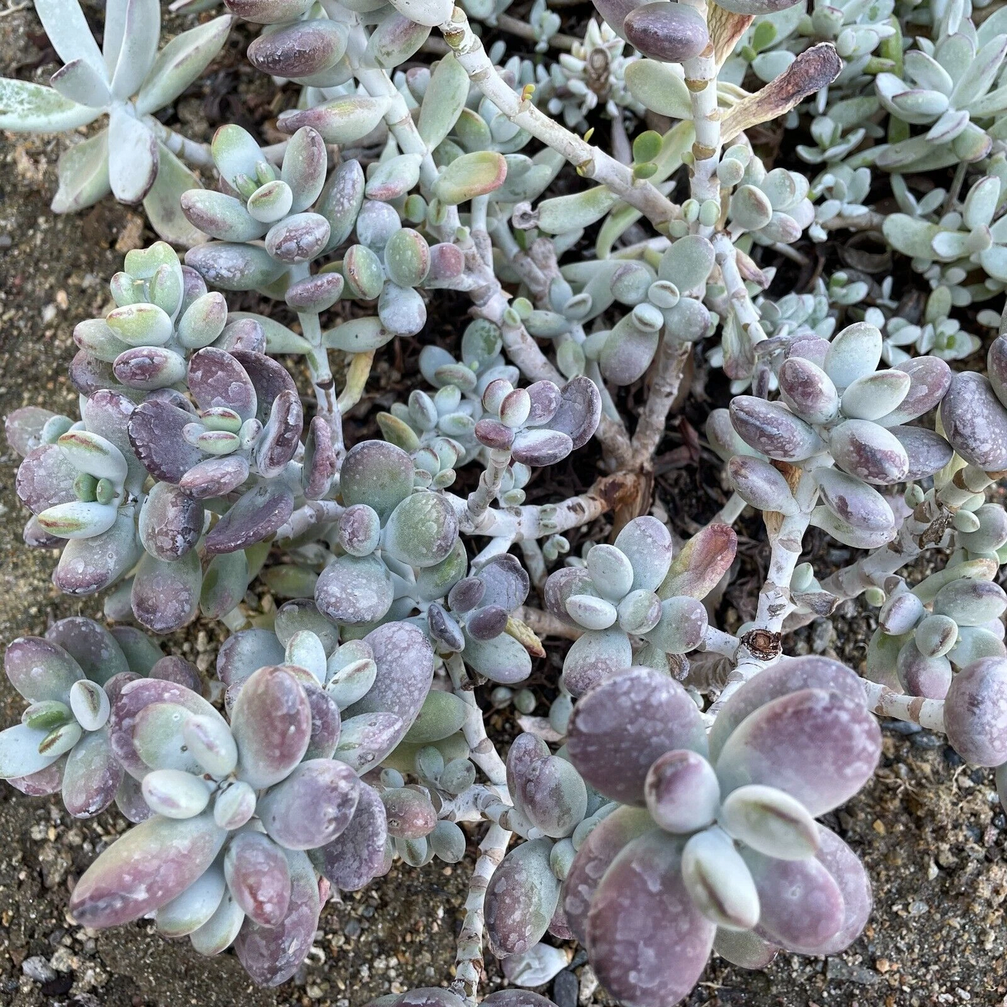 Cotyledon Orbiculata Lady Fingers Succulent Cuttings – 4 Inch Purple Tinged Leaves, Easy Care, Garden Plant, Indoor or Outdoor Decor