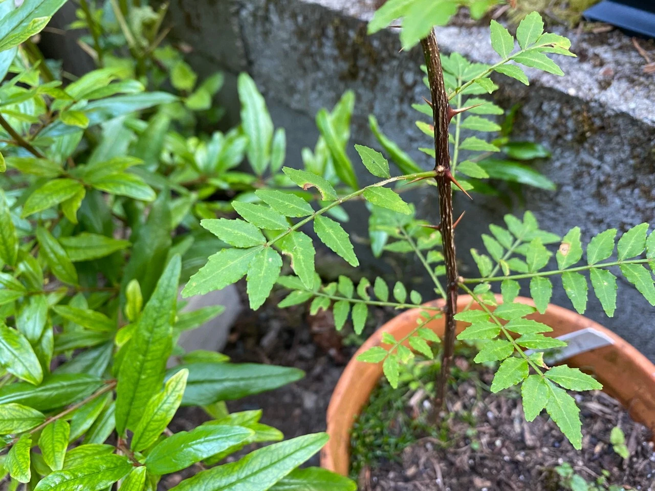 Sansho Japanese Pepper Tree Cuttings – 4 Fresh Unrooted Branches of Zanthoxylum piperitum for Propagation and Gardening