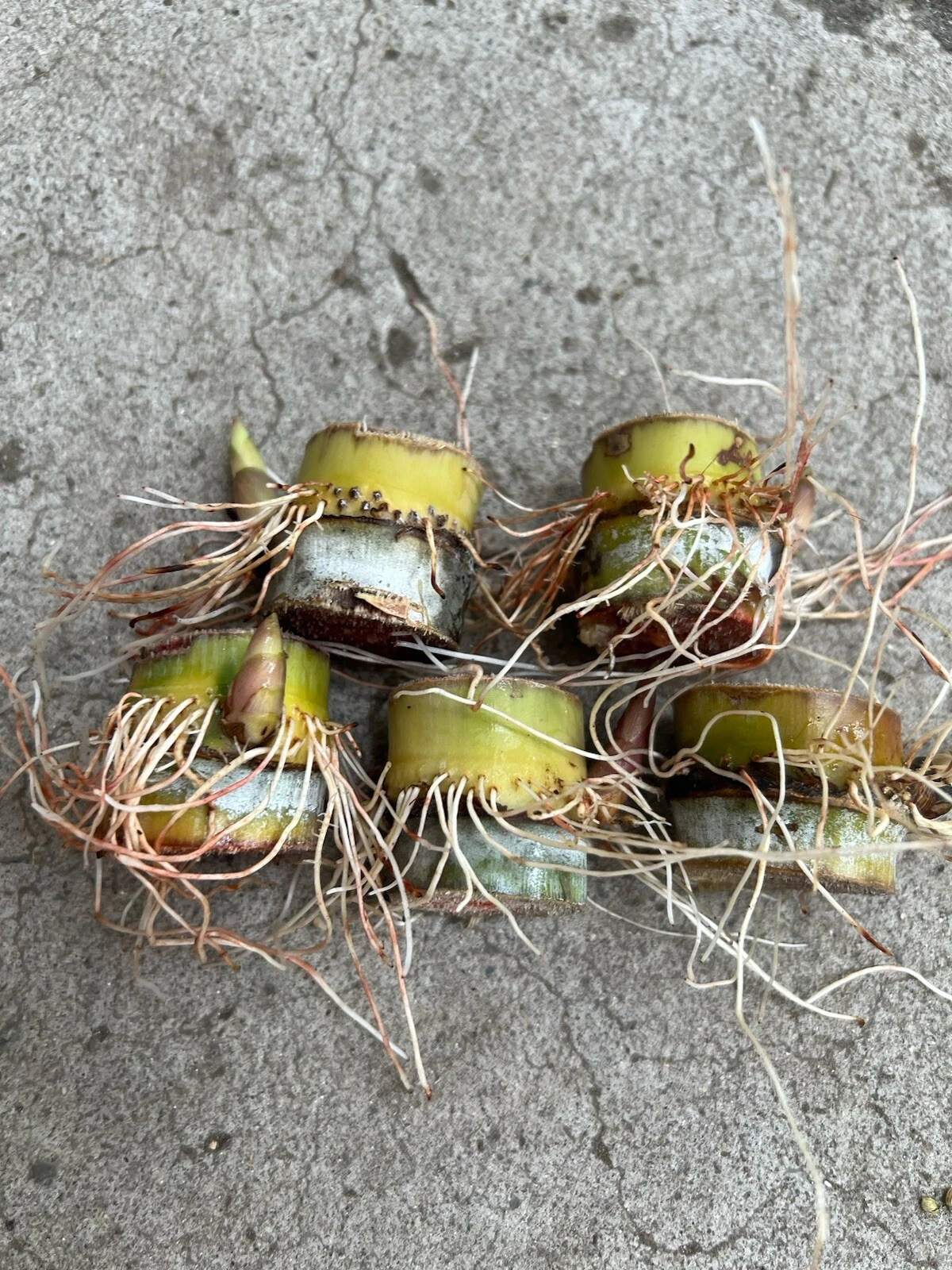 Sugarcane Rooted Cuttings Set of 5 | Saccharum officinarum Live Cane Starters for Garden or Container Planting