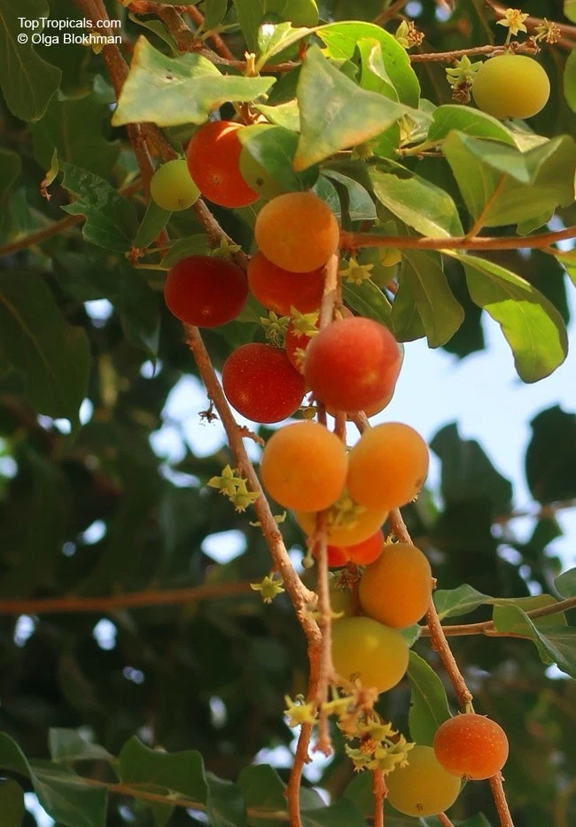 Tropical Apricot Rooted Cuttings – 2 Live Dovyalis Hebecarpa Plants for Garden Propagation and Growing